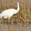 Whooping Crane